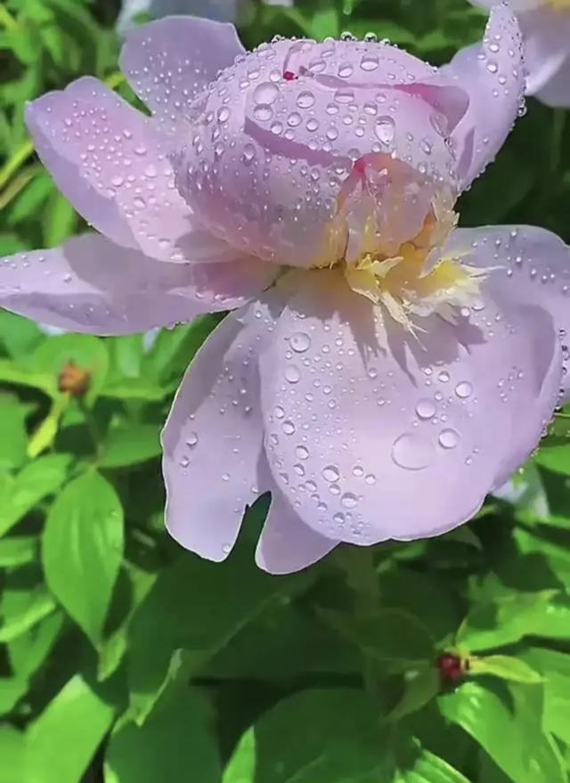 热搜上穿性感旗袍卖“波霸奶茶”的女老板暴露出当下网红的病态米乐M6 M6米乐(图11)