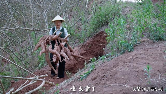 「文章」寻根食记（三）木薯小众植物根系做出琳琅满目甜品米乐M6 M6米乐小吃(图3)