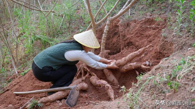 「文章」寻根食记（三）木薯小众植物根系做出琳琅满目甜品米乐M6 M6米乐小吃(图5)