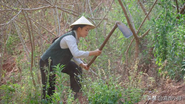 「文章」寻根食记（三）木薯小众植物根系做出琳琅满目甜品米乐M6 M6米乐小吃(图6)