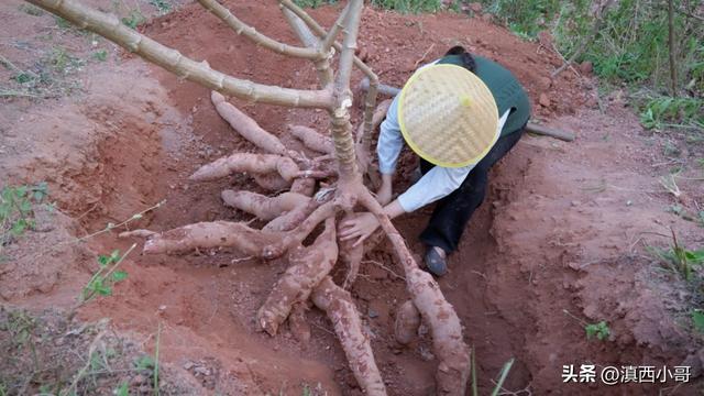 「文章」寻根食记（三）木薯小众植物根系做出琳琅满目甜品米乐M6 M6米乐小吃(图2)