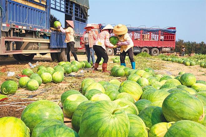 大家发现没有现在的水果为什么越来越甜了？真是打了甜蜜素吗？米乐M6 M6米乐(图10)